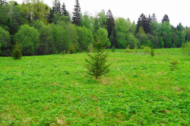 Где Купить Участок В Ленинградской Области