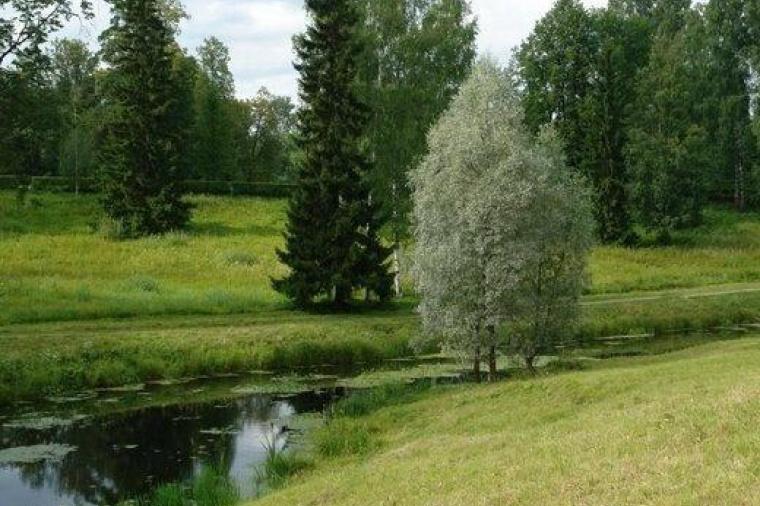 Лес 10. Горный Борок Нижегородская область. Леса Кстовского района. Красивые места в Кстово природа. Не губи природу фото.