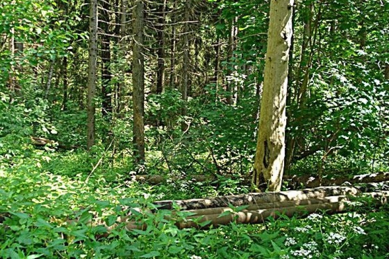 Лес 7. Еловые леса в Чеховском районе. В Чеховском районе хвойные леса. Лес в городе Чехов фото. Сосны Чехов.