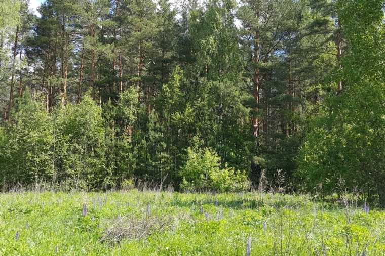 Погода першино владимирская область киржачский. Васильевский Бор.