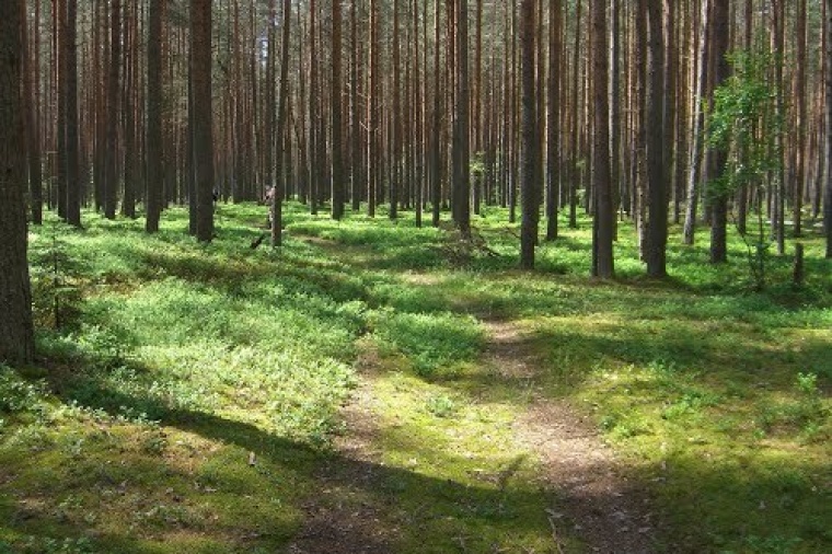 Купить Дом В Лесу Тверская Область