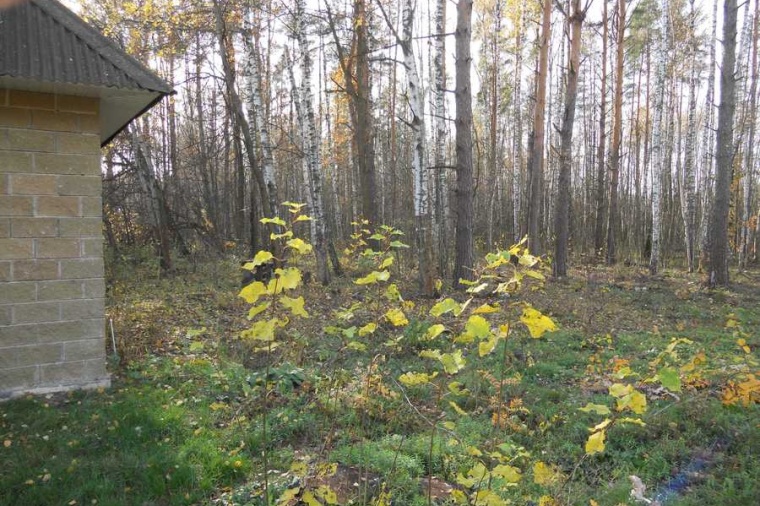 Погода в вялках раменском районе