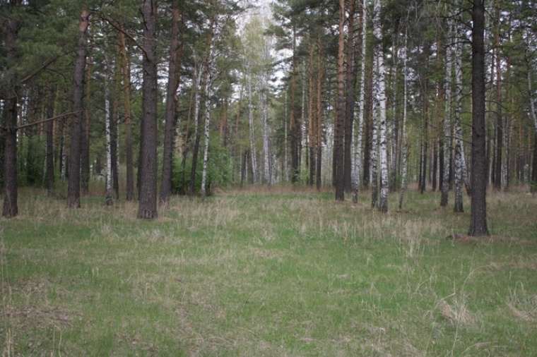 Участки в октябрьском районе. Леса в Сосновке Новосибирская область. Сосновка Брестский район. Участок в Сосновом лесу Новосибирск. Сосновка в 20.22 году Сосновый лес и парк.